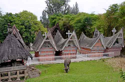 graves buffalo-AsiaPhotoStock