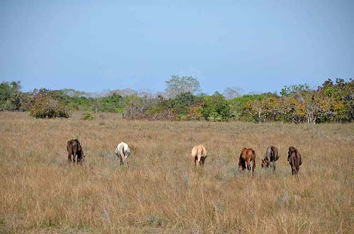 grazing horses-AsiaPhotoStock