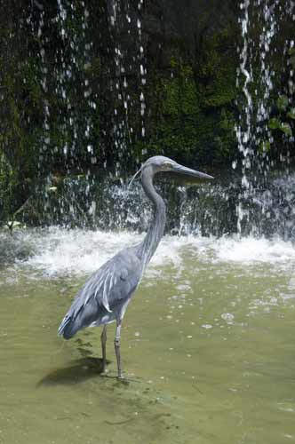 great billed heron-AsiaPhotoStock