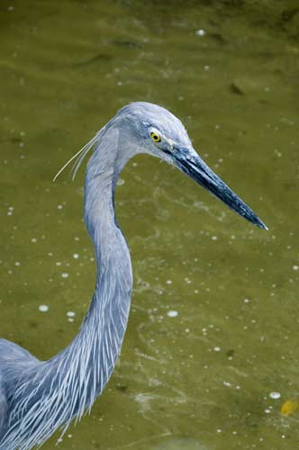 great billed herons-AsiaPhotoStock