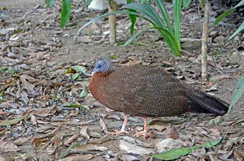 great argus pheasant-AsiaPhotoStock