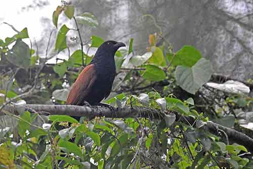 greater coucal-AsiaPhotoStock