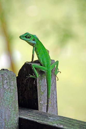 green crested-AsiaPhotoStock