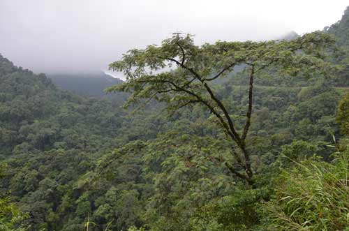 green-AsiaPhotoStock