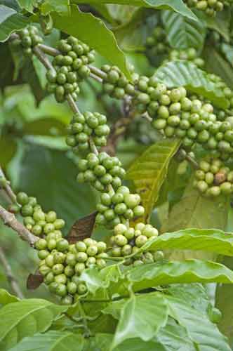 green coffee beans-AsiaPhotoStock
