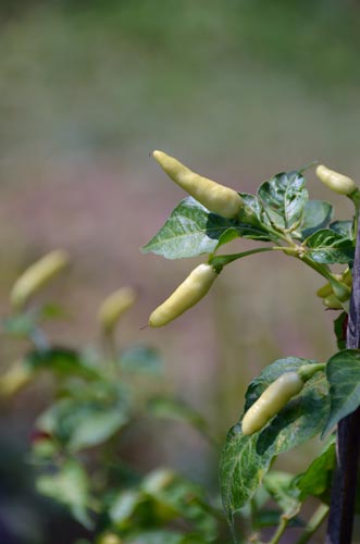 green chilli-AsiaPhotoStock