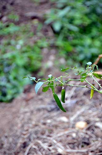 green chilli kerala-AsiaPhotoStock