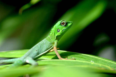 green crested lizard-AsiaPhotoStock