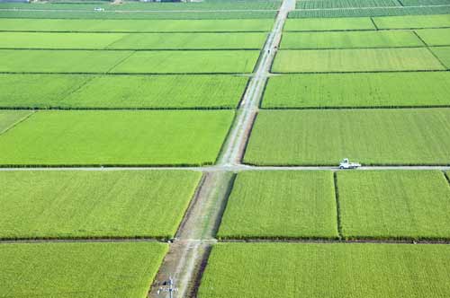 green fields-AsiaPhotoStock