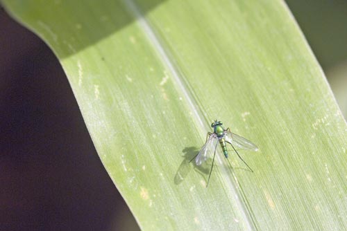 green fly-AsiaPhotoStock