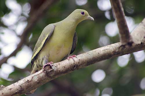 green pigeon-AsiaPhotoStock