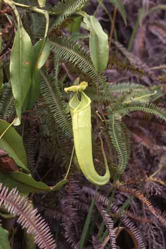 green pitcher plant-AsiaPhotoStock