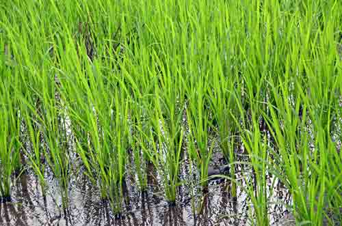 green rice java-AsiaPhotoStock