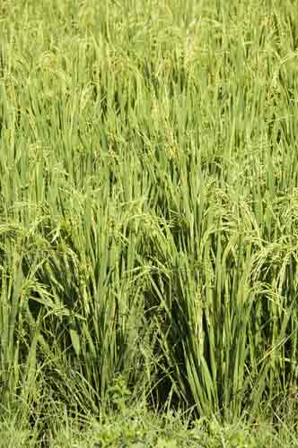 green rice-AsiaPhotoStock