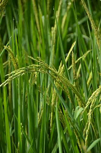 green rice ears-AsiaPhotoStock