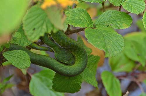 green snake kerala-AsiaPhotoStock