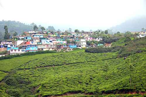 green tea houses-AsiaPhotoStock