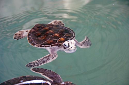 3 month green turtle-AsiaPhotoStock