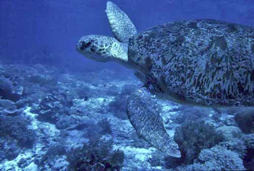 green turtle swimming-AsiaPhotoStock