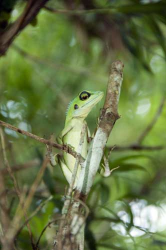 lizard green crested-AsiaPhotoStock