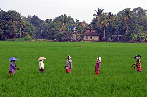 greenery rice-AsiaPhotoStock