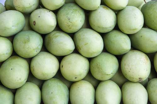 green mangoes-AsiaPhotoStock
