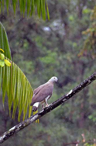 grey eagle singapore-AsiaPhotoStock