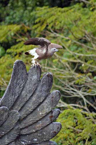 grey headed fish eagle-AsiaPhotoStock