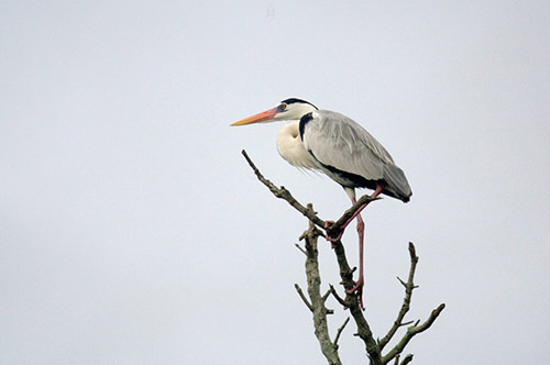 grey heron-AsiaPhotoStock