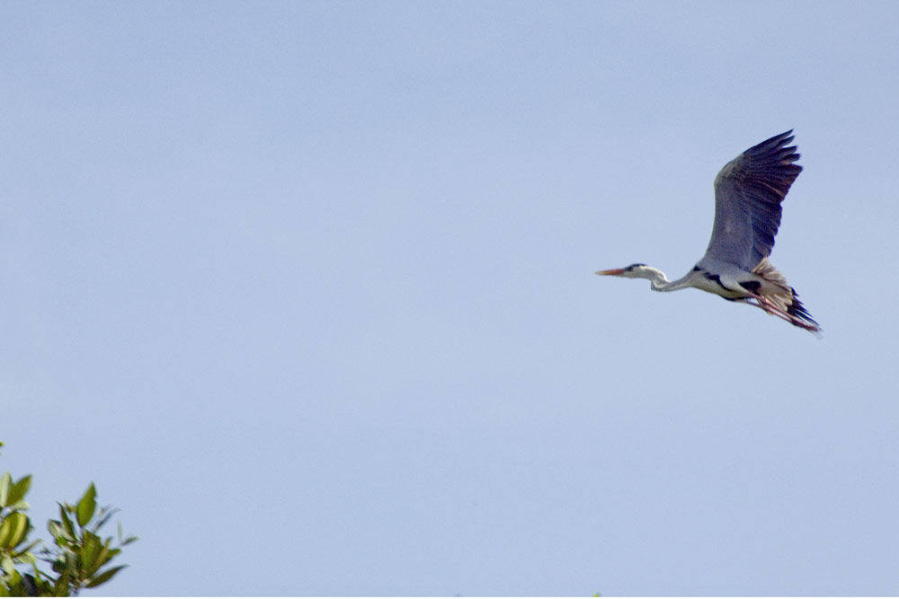 grey heron in flight-AsiaPhotoStock