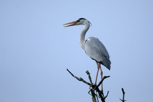 grey heron on tree-AsiaPhotoStock