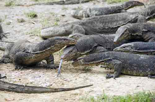 group of monitor lizards-AsiaPhotoStock
