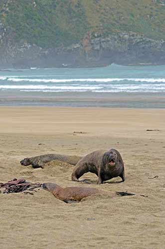 growling sea lion-AsiaPhotoStock