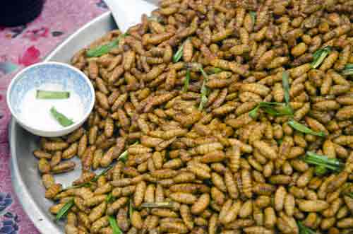 grubs for a snack-AsiaPhotoStock