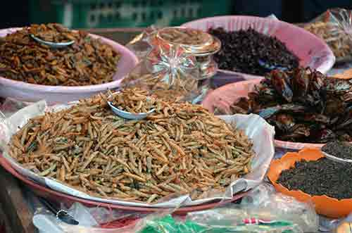 grubs food-AsiaPhotoStock