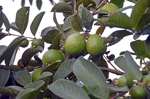 guava fruit tree-AsiaPhotoStock