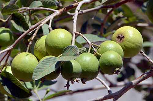 guava-AsiaPhotoStock