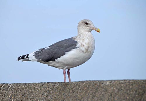 gull hokkaido-AsiaPhotoStock