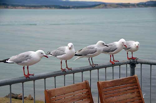 gulls new zealand-AsiaPhotoStock