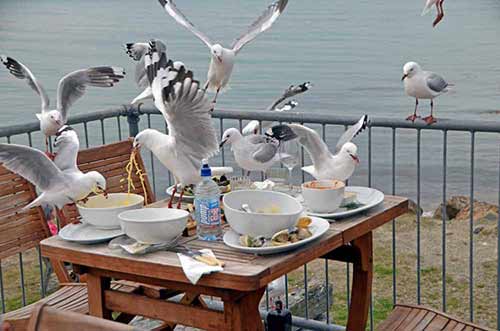 gulls dinner-AsiaPhotoStock