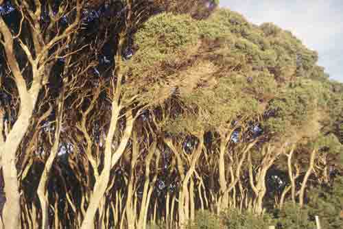 gum trees-AsiaPhotoStock