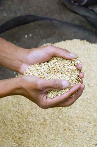 handful of rice-AsiaPhotoStock