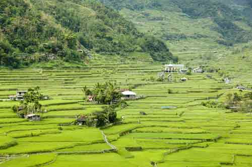 hapao church and rice-AsiaPhotoStock