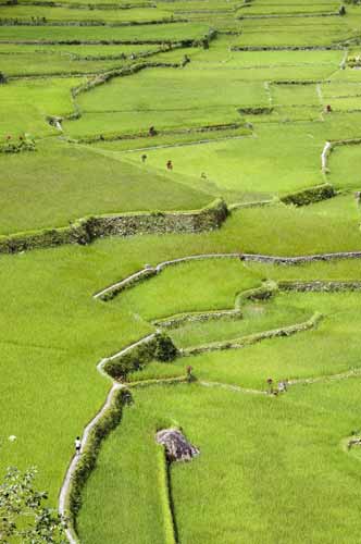 hapao green terraces-AsiaPhotoStock