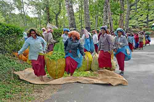 happy workers kerala-AsiaPhotoStock