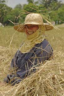 covered in rice-AsiaPhotoStock