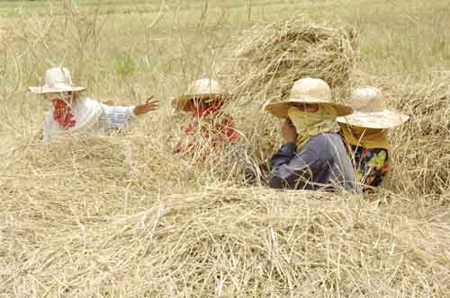 rice threshing philippines-AsiaPhotoStock