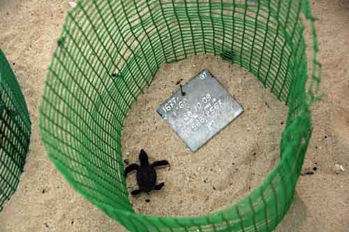 hatchling green turtle-AsiaPhotoStock