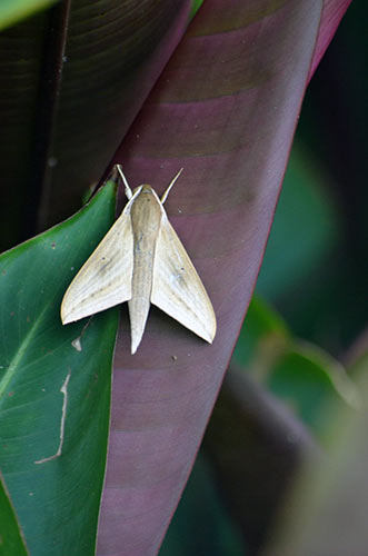 hawk moth-AsiaPhotoStock