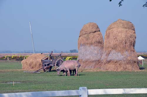 hay stack sukhothai-AsiaPhotoStock